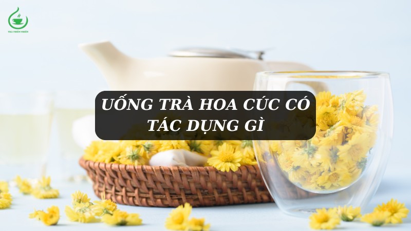 Uống trà hoa cúc có tác dụng gì