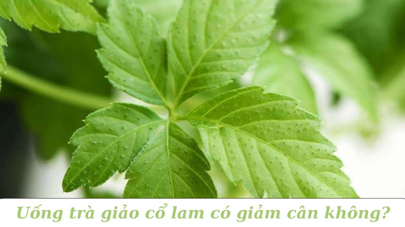 Uống trà giảo cổ lam có giảm cân không