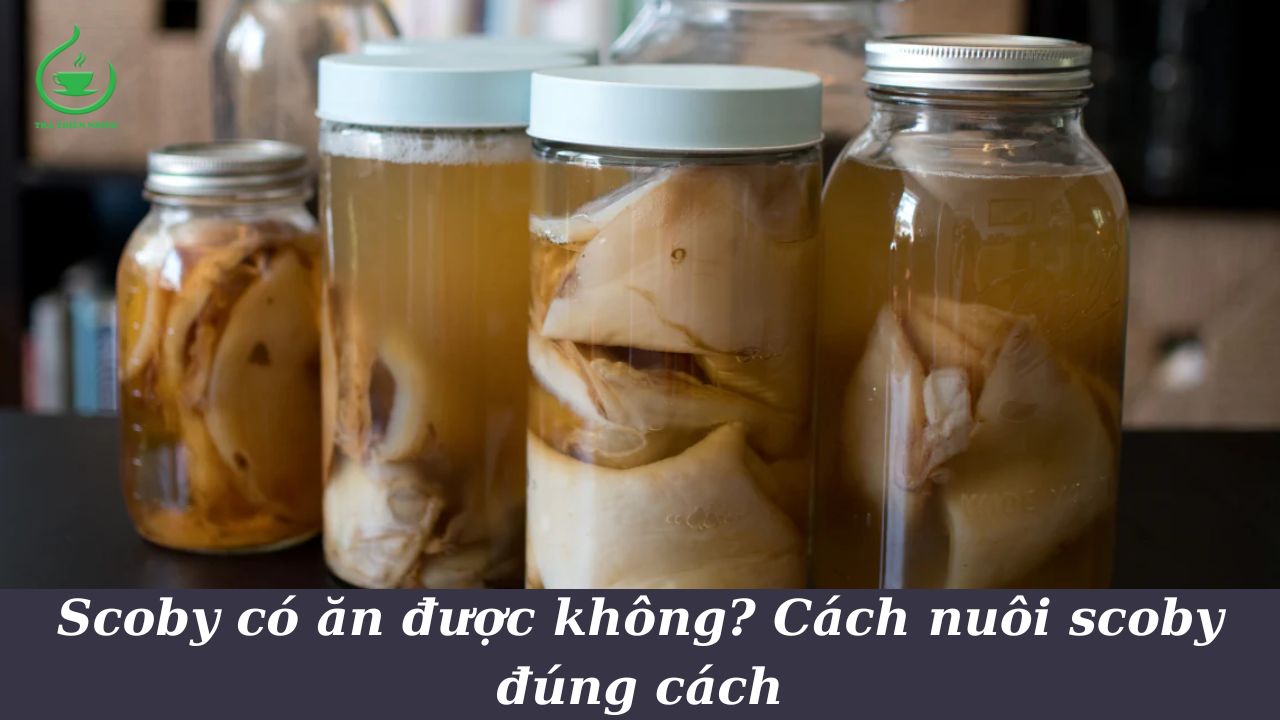 Scoby có ăn được không ?