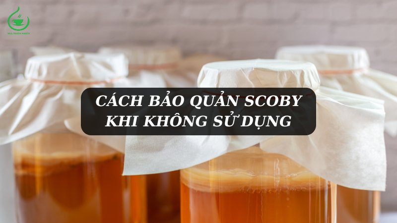 cách bảo quản scoby khi không sử dụng