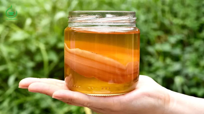 Scoby có phải con giấm không