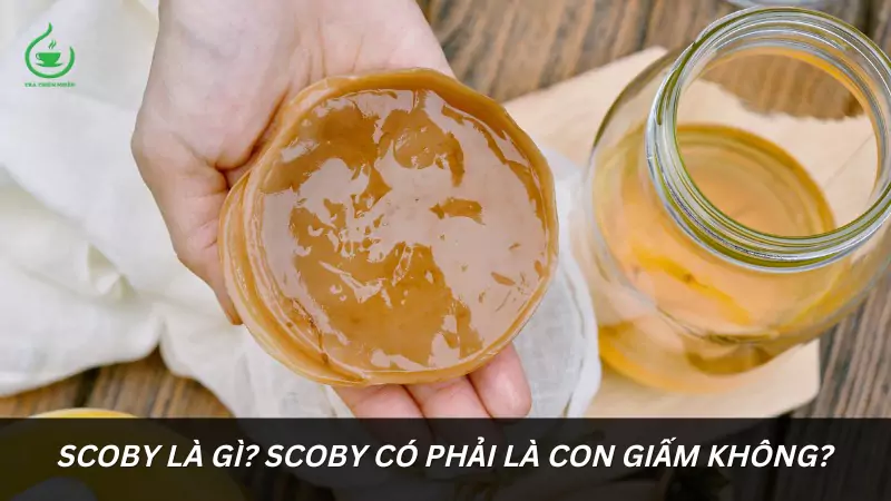 Scoby là gì