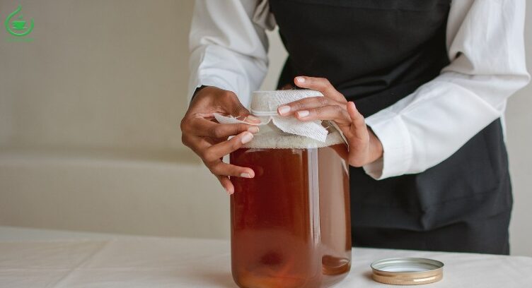 Nuôi kombucha bằng trà gì