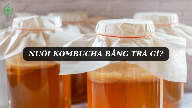 Nuôi kombucha bằng trà gì